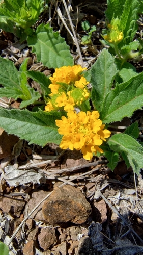 Lippia coarctata