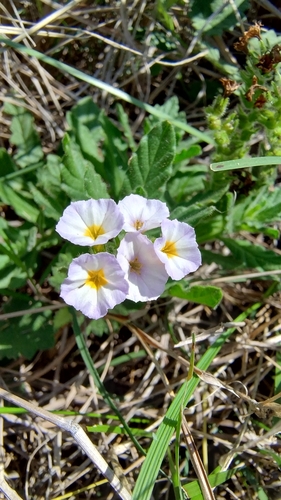 fragrant heliotrope