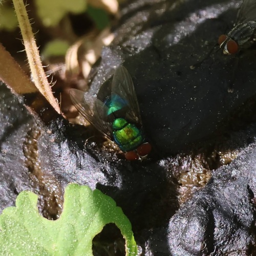 Unknown species found near Cobb County, GA, USA