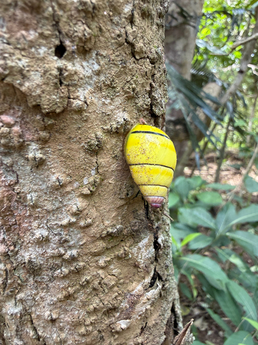 Amphidromus poecilochroa candidus
