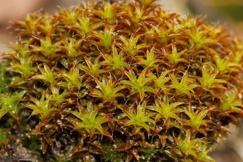 Twisted Moss Syntrichia Ruralis Terrarium Moss Ground Cover 