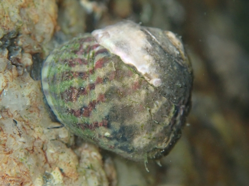 Steromphala umbilicalis