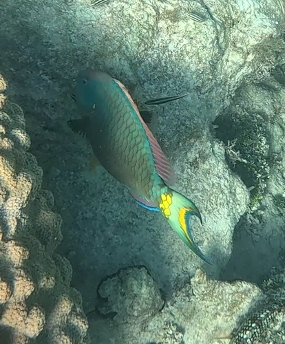 Sparisoma viride