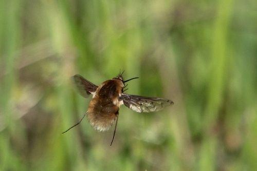 Bombylius medius