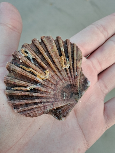 Pecten maximus