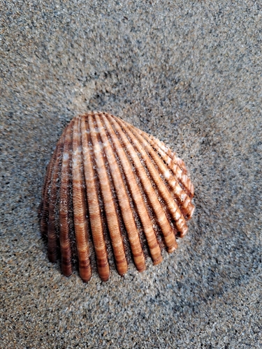 Acanthocardia tuberculata