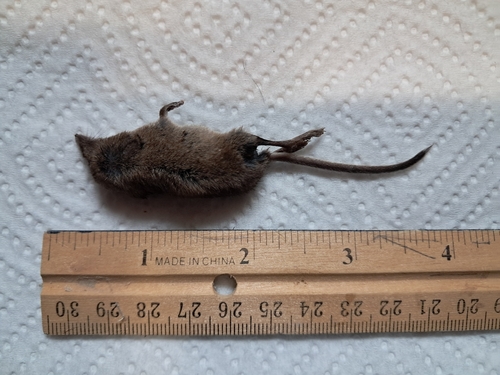 Masked Shrew observed by sljcarson