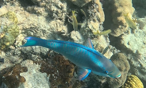 Scarus vetula