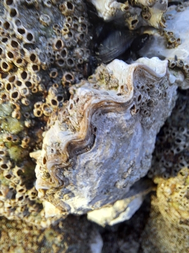 Magallana gigas