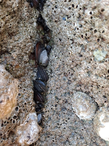 Mytilus galloprovincialis