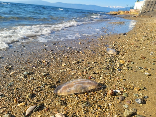 Many-ribbed Jelly