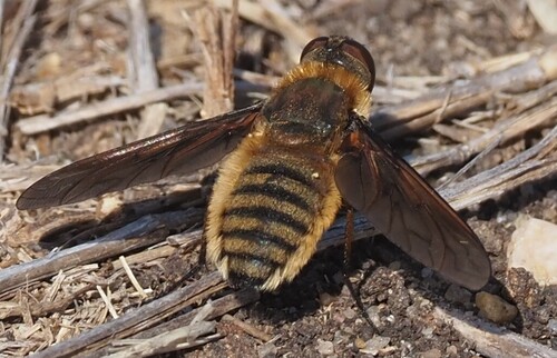 Unknown species found near Travis County, TX, USA