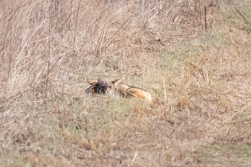 Red Wolf observed by jackf77