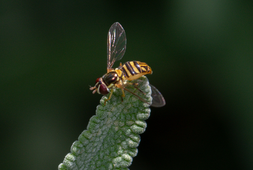 Unknown species found near Tarzana, Los Angeles, CA, USA