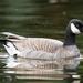 Cackling Goose - Photo (c) Mason Maron, all rights reserved, uploaded by Mason Maron
