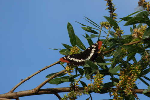iNaturalist observation photo of Lorquin's Admiral