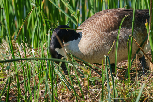 iNaturalist observation photo of Canada Goose