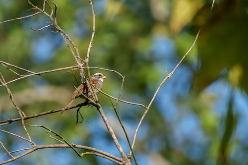 iNaturalist observation photo of White-throated Sparrow