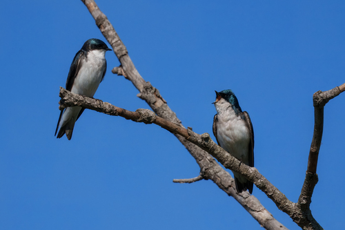 iNaturalist observation photo of Tree Swallow
