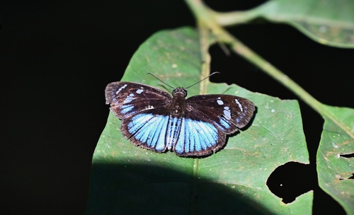 Pythonides jovianus