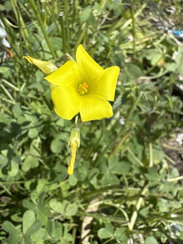 Bermuda buttercup