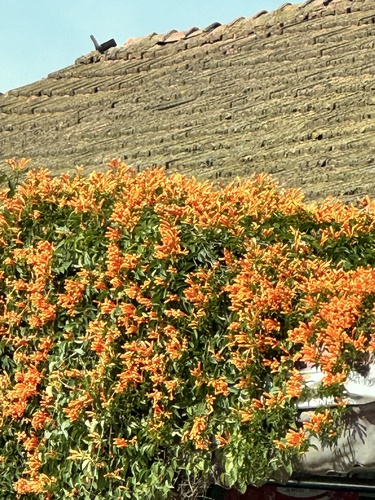 Flame vine