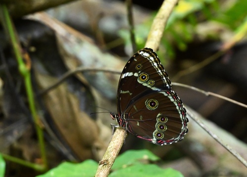Common Morpho