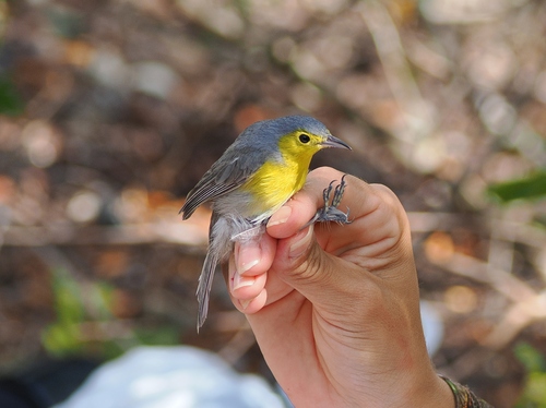 Oriente Warbler
