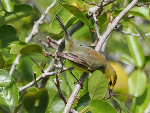 Prairie Warbler