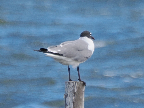 Laughing Gull