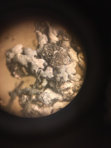 Blue-gray Rosette Lichen