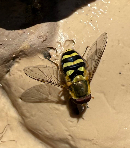 Unknown species found near Palisade, CO, US