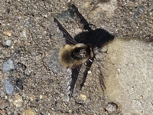 Unknown species found near Elizabethton, TN 37643, USA