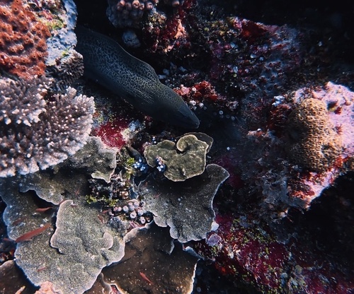 Gymnothorax javanicus