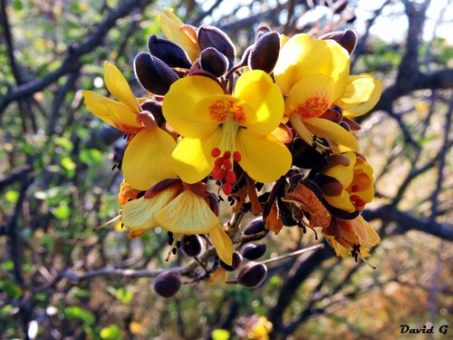 Erythrostemon palmeri