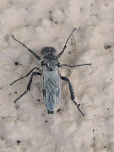 Unknown species found near Corrales, NM, USA