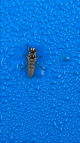 Unknown species found near Littleness Ave, Monterey, CA, US