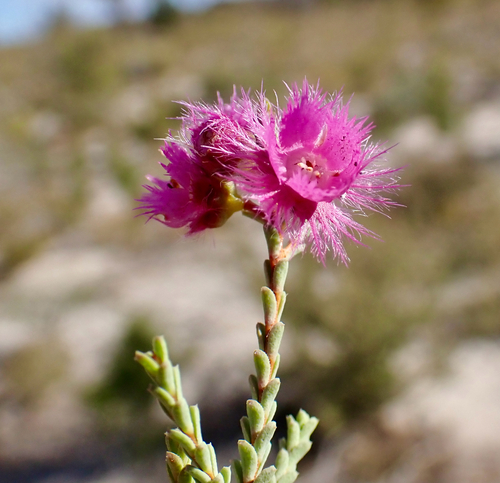 Verticordia bifimbriata