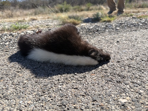 American Hog-nosed Skunk observed by paige186-gwmn