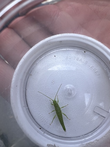 iNaturalist observation photo of Timemas