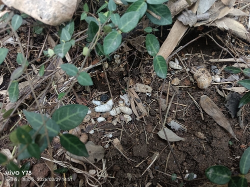 Decollate Snail
