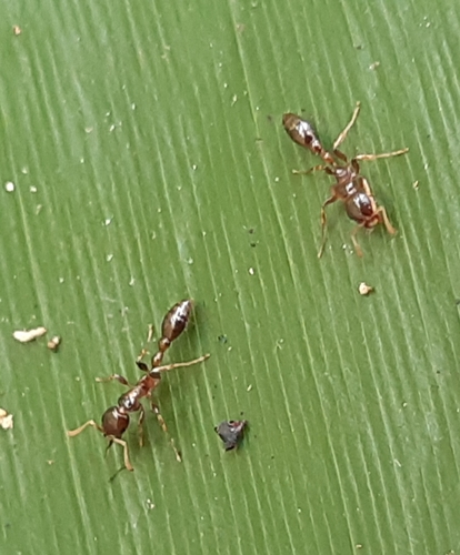 平静细长蚁Tetraponera modesta