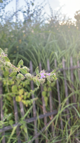 Wide Spikenard