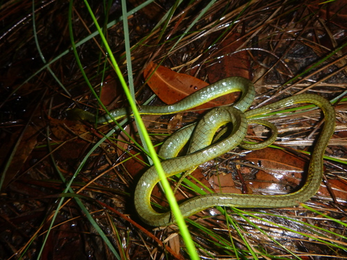 Common Tree Snake sighting