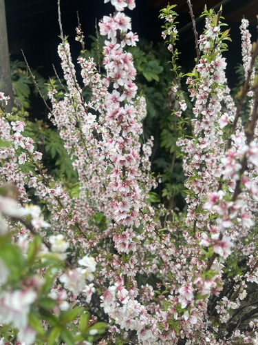 Nanking Cherry