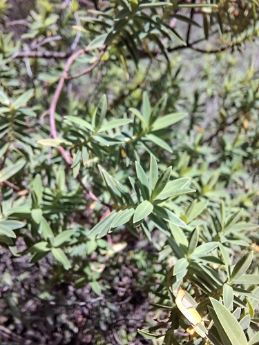 Common curry bush