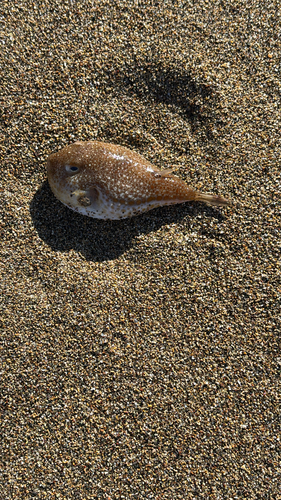 Torquigener flavimaculosus