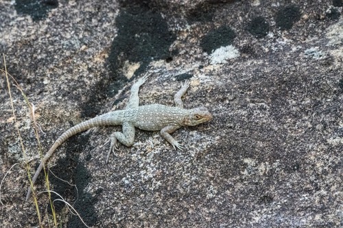 Dumeril's Madagascar Swift