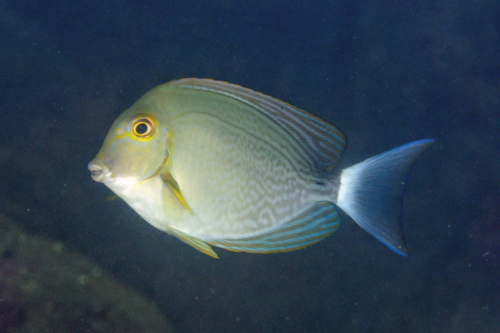 Yellowfin Surgeonfish