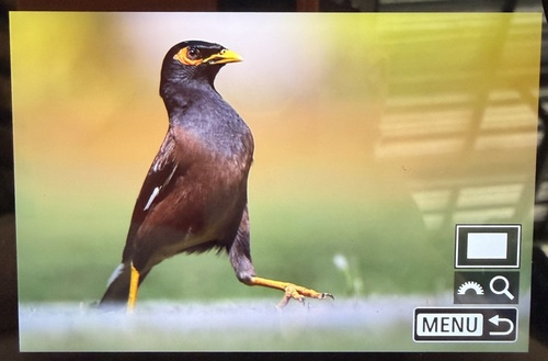 Common Myna